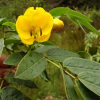 Senna septemtrionalis (Viv.) H.S.Irwin & Barneby